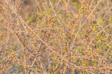Meyve suları, sağlıklı gıda ürünleri ve pazarlama tazeliği ve canlılık reklamlarında kullanılan açık hava doğal ortamının yakın plan görüntüsü.