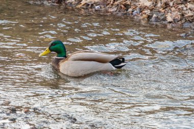 Dalgalı bir su yolundaki yaban ördeğinin sakin bir görüntüsü dağınık sonbahar yapraklarıyla, güzelliği ve huzuru sembolize eder.