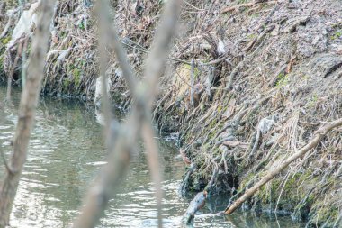 Yeşillik ve kahverengimsi yeşillik ile bezenmiş bir nehir kıyısının görüntüsü, muhtemelen sabah veya öğleden sonra erken saatlerde ışığı yansıtıyor. Derinlik ve doku sazlıklar aracılığıyla ekleniyor.,