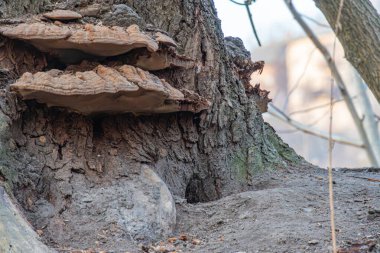 Çürüyen bir ağaç gövdesinin görüntüsü kısmen canlı yeşil yosunlarla kaplıdır, diğer ağaçlar ve yeşilliklerle birlikte bir dış mekâna işaret eder. Tema doğal esneklik, zorlu condi 'deki büyüme olabilir.