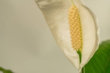 Büyük beyaz taç yaprakları ve parlak sarı çiçekli taze bir bitkinin yakın plan görüntüsü. Doğal güzellik pazarlama materyalleri için uygun olduğunu vurguladı saflık veya doğanın bir ödül taşıması