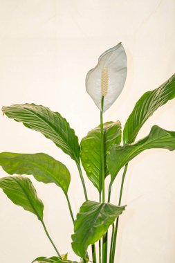 Canlı, el değmemiş bir orkide yaprağının yüksek çözünürlüklü görüntüsü, tarafsız bir arkaplanda, ruhani ışıklandırmayla sergileniyor, reklam için uygun zarafet ve doğadan esinlenilmiş estetik.