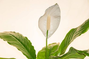 Görüntü, lüks, güzellik veya saflık sembolleri için uygun bulanık bir arkaplan üzerinde belirgin merkezi penisi olan egzotik, büyük beyaz bir çiçek gösteriyor.