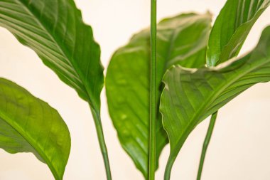 Büyümeyi ve doğayı sembolize etmek için pazarlamada ya da reklamlarda sıklıkla kullanılan canlı ve sağlıklı bir saksı bitkisinin yakın plan görüntüsü.