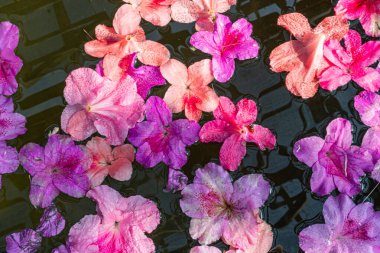 Sakin bir göletin havadan görünüşü, kiraz çiçekleri, su yüzeyinde canlı pembe ve beyaz taç yaprakları, dinginlik ve mevsimsel güzelliği çağrıştırıyor.