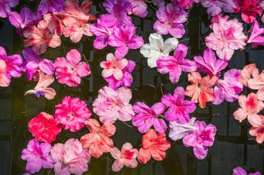 Yüzeyinde taç yaprakları olan sakin bir gölet ya da göl, lüks ve doğa temelli ürünlerin pazarlanması için idealdir.