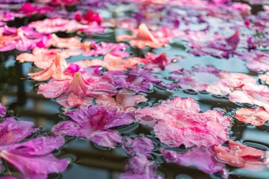 Pembe yüzen çiçeklerle süslenmiş huzurlu bir su yüzeyinin huzur ve doğal zarafeti yansıtan bir görüntüsü.