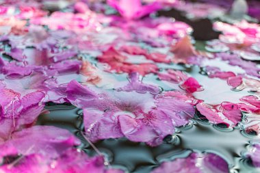 Suyun üzerinde süzülen kiraz yapraklarının yakın plan görüntüsü koyu mavi tonla çelişiyor, pazarlama kampanyaları için sükunet ve mevsimsel güzelliği çağrıştırıyor