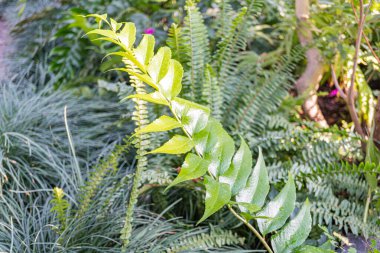 Bahçe ürünlerini teşvik etmek için uygun, parlak yeşil bitkiler ve bol yapraklı verimli, verimli bir bahçenin canlı görüntüsü.