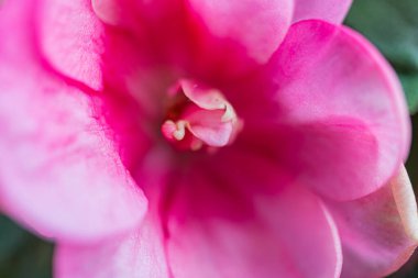 Canlı taç yaprakları ve karmaşık detayları olan tek bir pembe çiçeğin yakın plan çekimi, bulanık bir arka plana karşı duran ve pazarlama materyalleri için uygun yumuşak dokusunu vurgular.