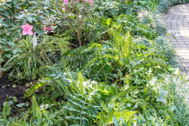 Bereketli bir yeşillik, dolambaçlı bir kaldırım ve huzur ve keşfi çağrıştıran bir kompozisyon içeren sakin bir bahçe sahnesi.