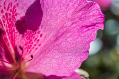 Doğanın, güzelliğin, sükunetin veya bahar tazeliğinin temalı pazarlama veya reklam kampanyaları için uygun narin taç yaprakları ve canlı renklerin sergilendiği pembe çiçeğin yakın plan görüntüsü.