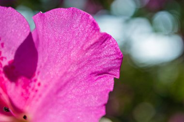 Pembe bir çiçeğin kıvrımlı kenarları, ruhani görünüşü, görünür erkeklik organları, diğer çiçeklerin ve yeşilliklerin yumuşak arkaplanı, doğal güzelliği ve büyümesini işaret ediyor.