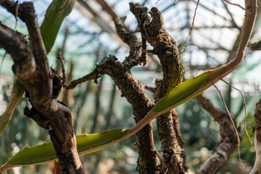 Geniş yapraklı kapalı alan bitkilerinin resmi, botanik, bahçıvanlık, sağlık sağlığı, doğal güzellik ürünü promosyonları ve çevreye odaklı pazarlama için uygun
