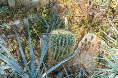 Belirgin dikenleri olan bir fıçı kaktüsünün yakın plan görüntüsü, bulanık bir çöl zeminine kurulmuş. Görüntü, doğa, koruma ve çevresel farkındalık temalarını çağrıştırıyor.
