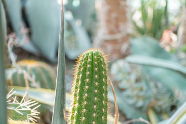 Parlak yeşil dikenleri olan genç bir kaktüsün yakın plan resmi, parlak dokular ve yansıtıcı yüzey, bahçıvanlıkta pazarlama malzemeleri için uygun hafif bulanık bir arka plan, arazi örtüsü