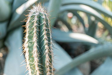 Canlı yeşil bir kaktüsün yakın plan fotoğrafı dikenli desenli, muhtemelen bir bahçede ya da çöl ortamında.