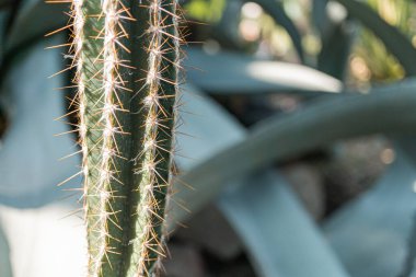 Dikenli bir agave bitki tacının yakın çekimi, karmaşık desenini ve keskin iğnelerini vurguluyor doğa, bitkiler ya da açık hava yaşam tarzı ürünleri üzerine reklam kampanyaları için uygun bir görüntü