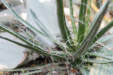 Dikenli yaprak bitkisinin yakından çekilmiş görüntüsü, eşsiz bir doku ve desenler sergiliyor. Açık alan arkaplan verandasına karşı canlı yeşil yapraklar ya da bahçe, pazarlama için elverişli.