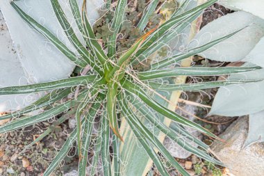 Dikenli yaprakları olan taze bir kaktüs tomurcuğu bulanık bir zemine karşı gelişmeyi ve yenilenmeyi simgeliyor.