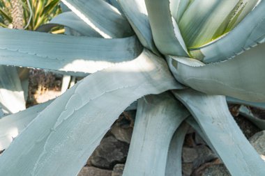 Güneş ışığı altındaki sağlıklı, canlı bir kaktüsün görüntüsü dramatik gölgeler altında, potansiyel olarak bahçıvanlık, peyzaj, açık yaşam alanları, ya da sağlık ve sağlık reklamları için kullanılıyor.