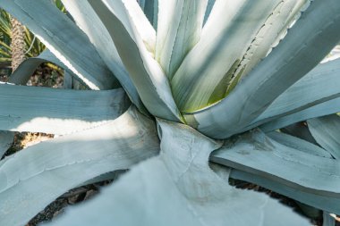 Tekila gibi doğal ürünleri pazarlamak için uygun, bulanık bir arkaplana karşı sert, yeşilimsi agave yapraklarının yakın plan görüntüsü