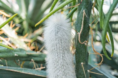 Görüntü, doğal yeşilliğin ortasında geniş, tüylü bir anten böceğini gösteriyor. Karmaşık anten yapısına odaklanmış bir anten.
