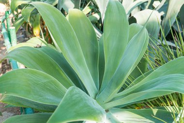 Canlı yaprakları olan, sağlık, büyüme veya çevresel bağlamlar için uygun tazelik ve canlılık gösteren büyük, sağlıklı bir bitkinin yakın plan fotoğrafı.