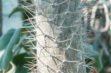 Dikenli bir ağaca yakın çekim, dayanıklılık ve adaptasyonu doğal bir ortamda gösterir.