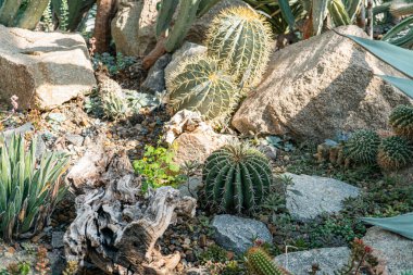 Çevresel temalar, açık yaşam alanları, bahçe ürünleri ile ilgili pazarlama kampanyaları için doğal bir zemin oluşturan yıpranmış ağaç dalları üzerine canlı, çeşitli bir kaktüs ve sulu bir sahne.,