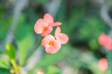 Sarı merkezli küçük kırmızı çiçeklerin yakın çekimi doğal güzelliği ve sükuneti işaret ediyor.