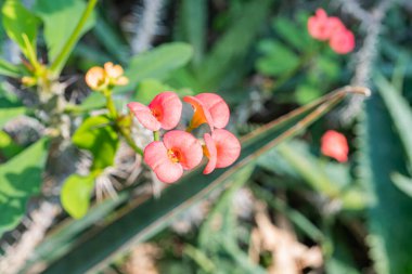 Pembe çiçekler, parlak sarı merkezler, bulanık yeşil bir arkaplan karşısında, izleyicilerin dikkatini narin taç yaprakları ve değişik amaçlar için kullanılan çarpıcı renk kontrastlarıyla çekiyor.