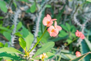 Yeşilliklerle çevrili, sarı merkezli iki parlak kırmızı çiçeğe yakın plan ve canlı bir doğal ortamda yoğun bir yeşillik yatağına kurulmuş.