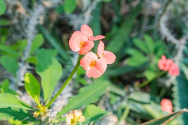 Parlak sarı merkezli, canlı pembe çiçeklerin yakın plan çekimi. Güzellik ürünleri, botanik temalar ve tazelik ve canlılık çağrıştırıyor.