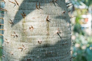 Dikenli ağaç kabuğunun yakın plan görüntüsü, organik dokuyu tasvir eder ve güç, esneklik, doğa veya doğal bağlantıyı çağrıştıran organik kaliteyi temsil eder.