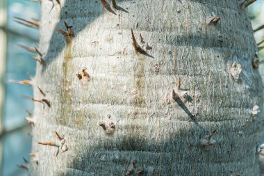 Ağaç kabuğu desenli, yaşlanmış bir ağaç gövdesine yakın çekim. Görünürde hiçbir yaprak yok. Denek esneklik, büyüme, doğa ve vahşilik gösteriyor.