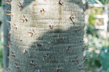 Görüntü, botanik ya da bahçıvanlık bağlamlarına uygun birçok dikenli bir açık hava kaktüsünü gösteriyor.