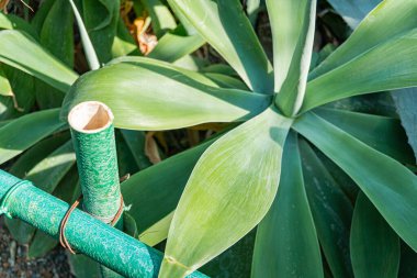 Sarmaşık ya da kazık sistemindeki canlı yeşil bitki yapraklarının yakın plan odaklı görüntüsü, bahçe ortamının sağlık, büyüme ve doğal güzelliği temsil ettiğini gösteriyor.