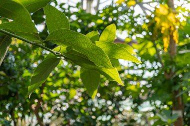 Filtrelenmiş güneş ışığı altında canlı yaprakları olan, pazarlama, bahçıvanlık, açık hava yaşamı, sağlık sağlığı, çevre koşulları ve doğa ile ilgili özellikleri olan iyi korunmuş yeşil bir bitki.