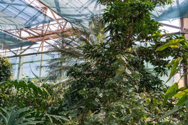 Kapalı sera ya da verimli bitkilerle dolu botanik bahçesi, iyi ışıklandırılmış alan, canlı bir atmosfer...