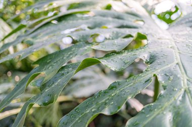 Su damlacıklarıyla süslenmiş canlı yaprak yüzeylerinin yakın çekim görüntüleri, taze ve canlı bir görünüm yaratmak için ışığı yansıtıyor. Sahne canlılık, büyüme ve doğal güzellik gibi temaları temsil ediyor.