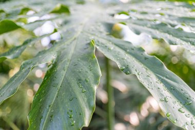 Su damlacıkları, doğa, sağlık, sağlık ve organik ürünleri sembolize eden parlak yeşil yaprakların yakın görüntüsü.