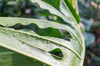Çiğ kaplı bitki yaprağının güneş ışığıyla parlayan fotoğrafı, pazarlama kampanyaları için elverişli doğal çevrenin yakalanması, bitkilerin sağlık yararları, çevresel farkındalık üzerine odaklanma.,