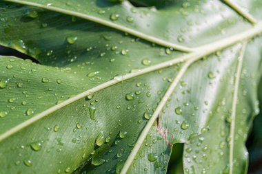 Çiğ tanecikli, parıldayan yeşil yaprakların yakın plan fotoğrafı tazelik, doğal güzellik ve çevre temalarını çağrıştırıyor.