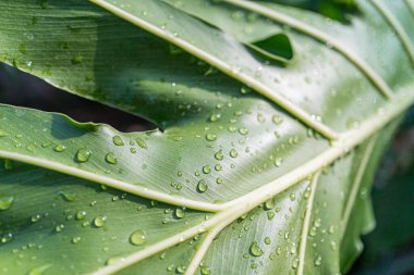 Suyla süslenmiş bir tropikal yaprağın yakın plan görüntüsü, parlak ışıklandırılmış ve yansıtan bir ışık