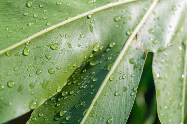 Nemli, canlı yeşil tropikal yapraklar ve su damlacıkları. Çevre dostu, sağlıklı, ya da açık hava kampanyaları için uygun.