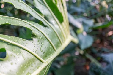 Islak bir bitki yaprağının yakın plan görüntüsü, çevreyi yansıtıyor, doğal ortamdaki yaşamı ve canlılığı aktarıyor.