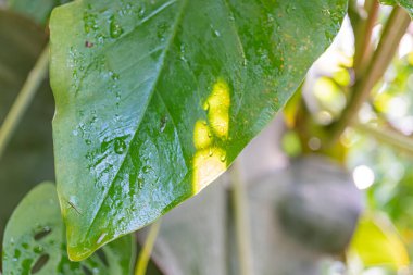 Güneş ışığı altında nemli, ışıl ışıl yeşil bir yaprağın yakın çekimi, yenilenme, susuzluk, saflık ve doğal faydalar gibi konuları iletiyor