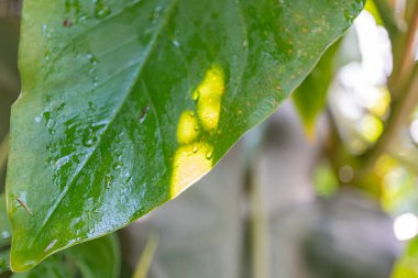 Güneş ışığında su damlacıkları olan bir yaprağın görüntüsü yenilenme ve doğal saflık hissi uyandırıyor.