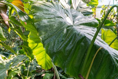 Açık hava bitkilerinin arasında canlı, ıslak yeşil yaprağın yakın çekimi tazeliği, büyümeyi ve yenilenme temaları vurguluyor